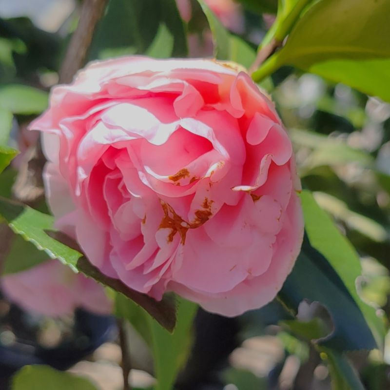 A close-up photo of the pink peony-form bloom of a 'Debutante' Japanese camellia (Camellia japonica)