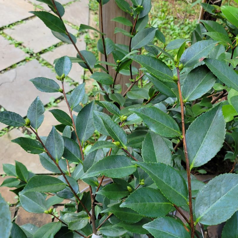 A close-up photo of the dark green, glossy foliage of Camellia japonica 'High Fragrance'