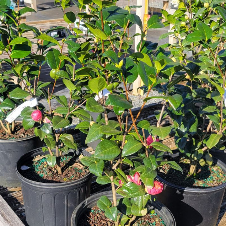 Branche structure, evergreen foliage, and budding blooms of 'Jerry Hill' Camellia japonica (Japanese Camellia)