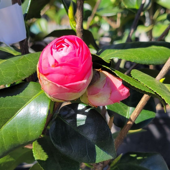 A close-up photo of the late-blooming flowers of Camellia japonica 'Jerry Hill' (Japanese Camellia)