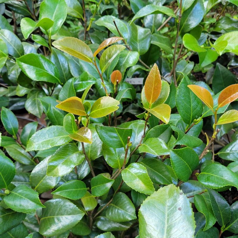 A close-up photo of the glossy green foliage and uniquely colored new leaves of Camellia japonica 'Kramer's Supreme'