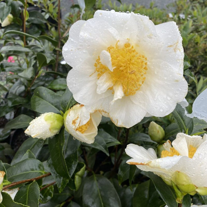 Camellia japonica 'Silver Waves' (Camellia)