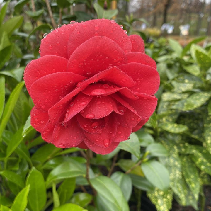 Camellia japonica 'Tom Knudsen' (Camellia)