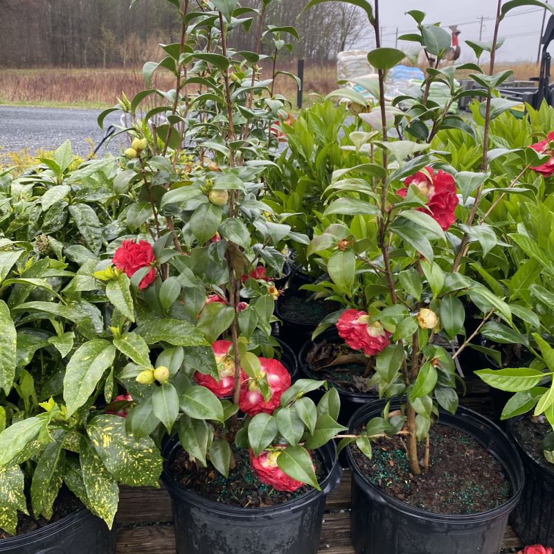 Camellia japonica 'Tom Knudsen' (Camellia)