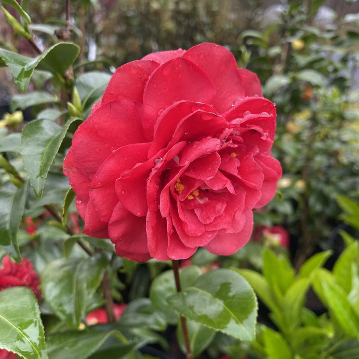 Camellia japonica 'Tom Knudsen' (Camellia)