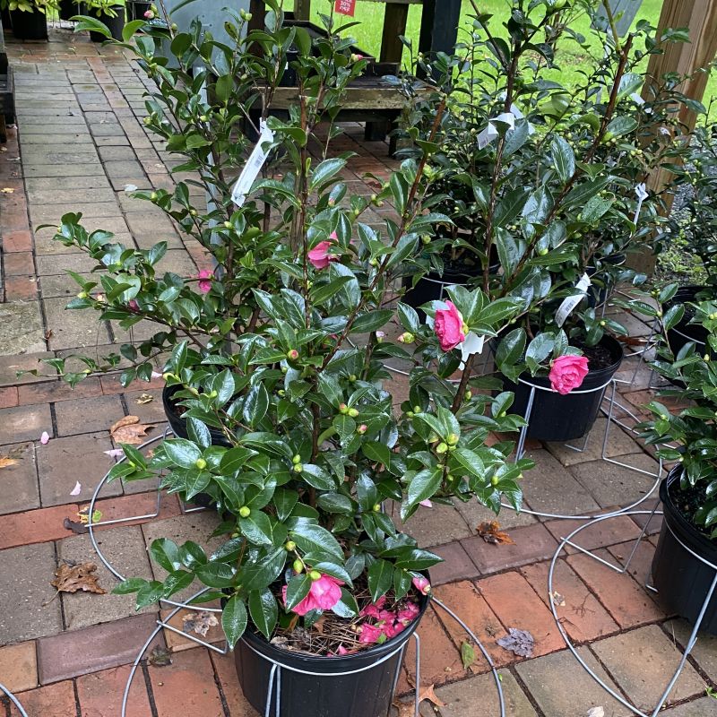 Camellia sasanqua 'Alabama Beauty' (Camellia) shiny green leaves, buds and dark pink flowers