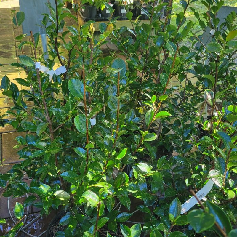 A photo of the upright habit and glossy evergreen foliage of Camellia sasanqua 'Alabama Beauty'