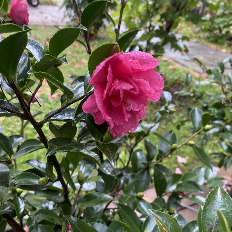 A close-up of a wet pink Alabama Beauty camellia flower with dew drops, surrounded by glossy green leaves and stems in an outdoor garden setting.