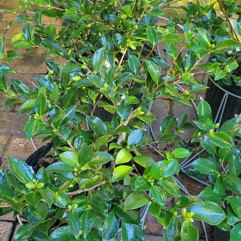 A photo of the low-growing habit and glossy evergreen leaves of Camellia sasanqua 'Shishi Gashira'