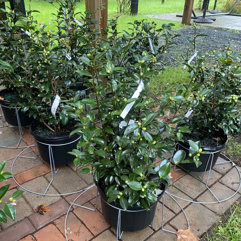 Camellia sasanqua 'Winter's Snowman' (Camellia) with buds