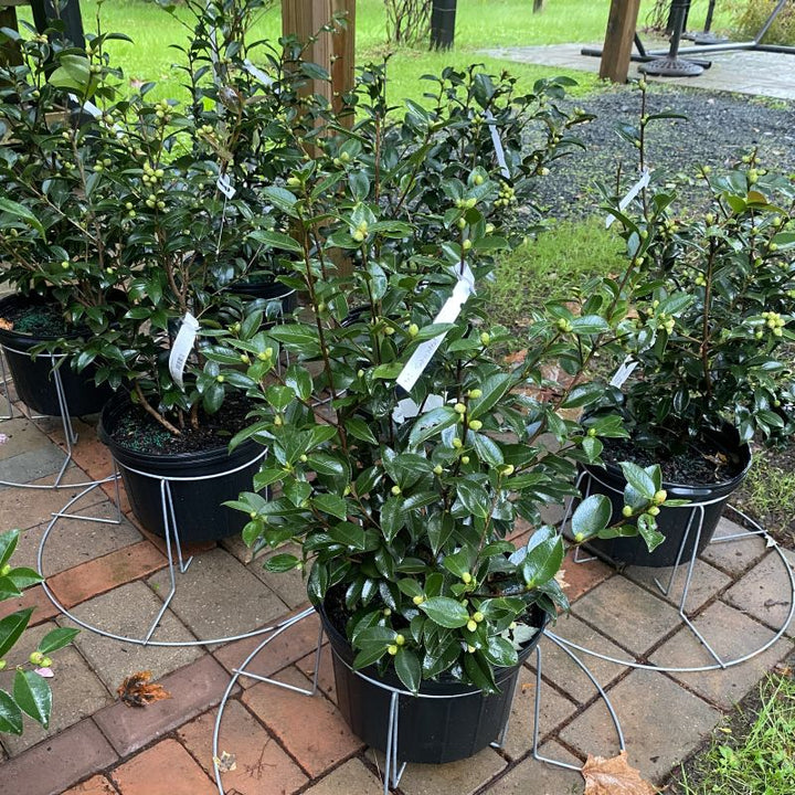 Camellia sasanqua 'Winter's Snowman' (Camellia) with buds