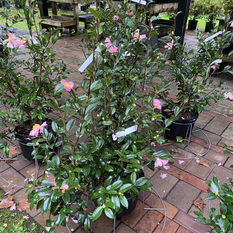 Camellia sasanqua 'Winter's Star' (Camellia) with pink flowers