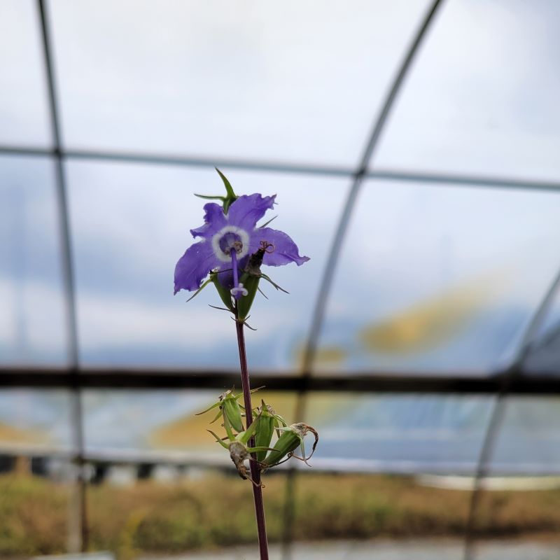 Close-up of a showy, purple-blue Campanula americana (Tall Bellflower) bloom