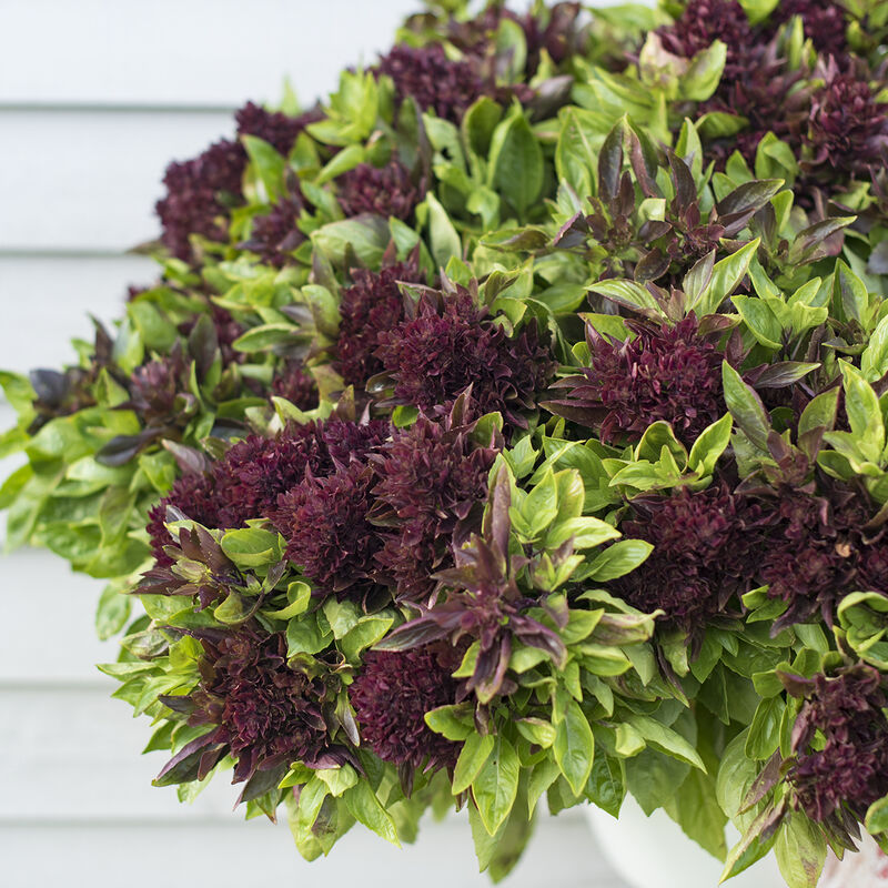 A close-up photo of the purple flower clusters of Cardinal Basil.