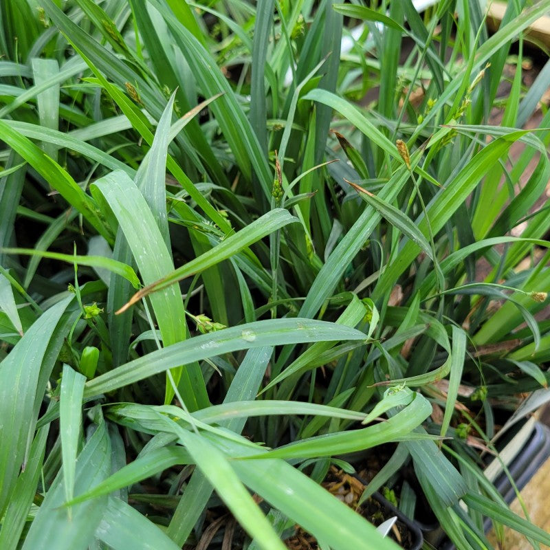 A close-up photo of the blue-gray tinted foliage of 'Bunny Blue' Carex laxiculmis grown in quart containers