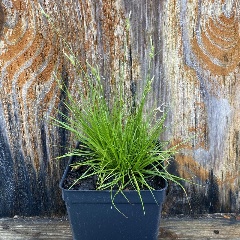 Short green blades of Carex albicans growing in a quart against backdrop of wood