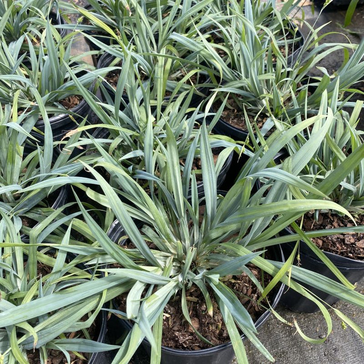 A group of blue-gray Carex laxiculmis 'Bunny Blue' sedges grown in gallon containers
