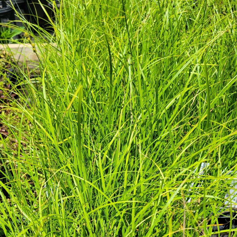 A close-up photo of the fine, grassy green foliage of brown fox sedge (Carex vulpinoidea)