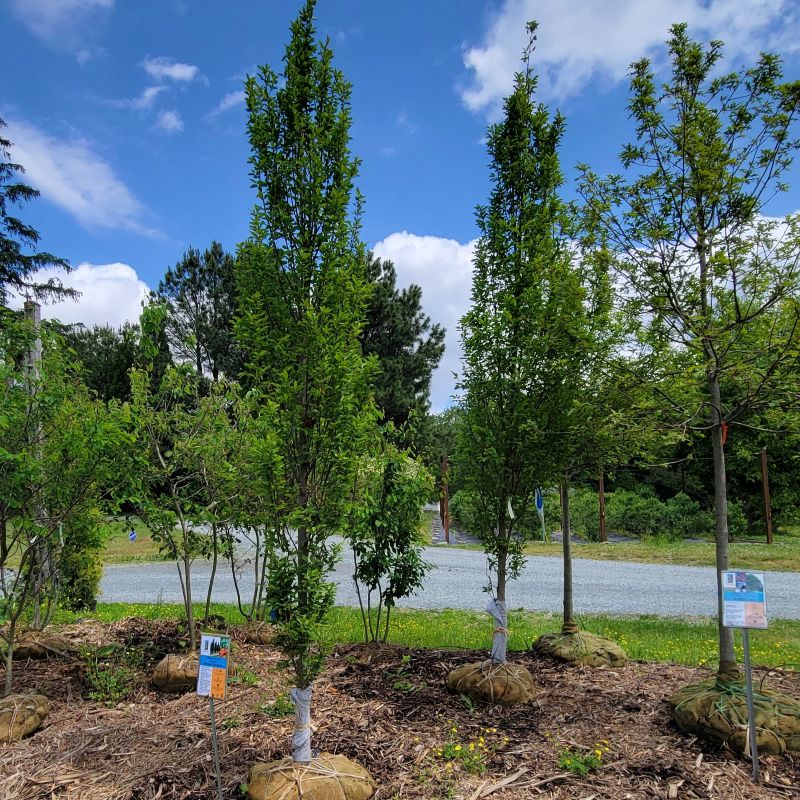 A photo of two large upright European hornbeams (Carpinus betulus 'Fastigiata'), available as ball and burlap specimens