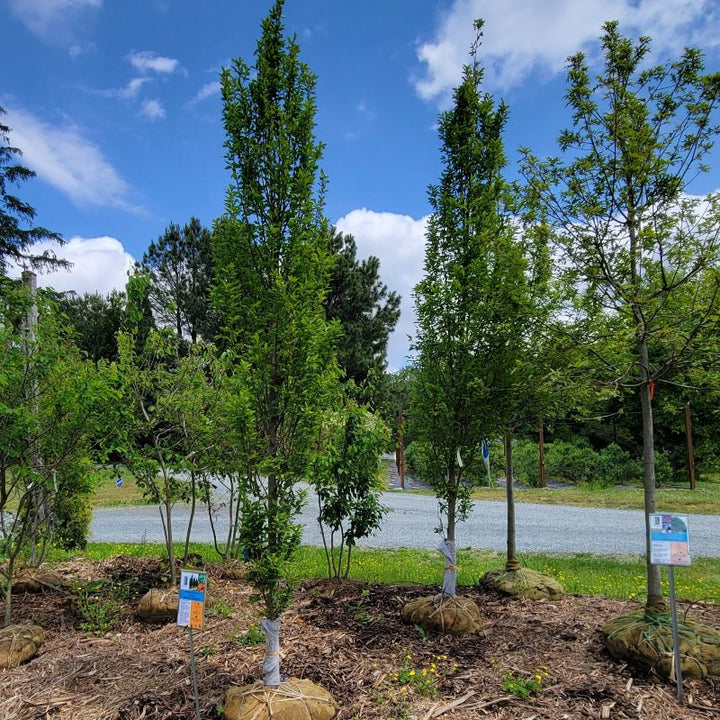 A photo of two large upright European hornbeams (Carpinus betulus 'Fastigiata'), available as ball and burlap specimens