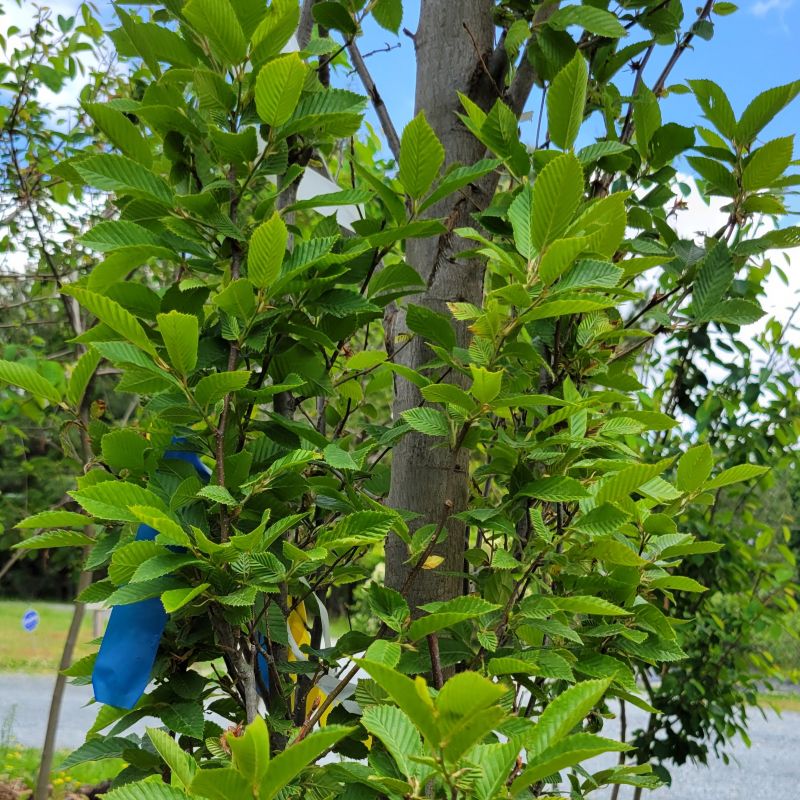 A close-up photo of the green foliage and densely branching upright structure of Carpinus betulus 'Fastigiata'