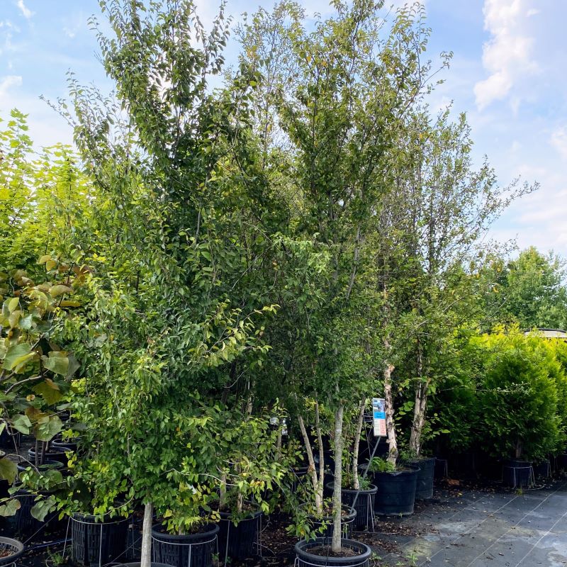 Carpinus Caroliniana American Hornbeam Unity Grown Unity Church carpinus-caroliniana-american-hornbeam-unity-grown-unity-church