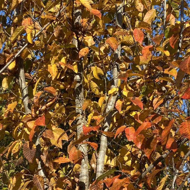 Fall foliage of Carpinus caroliniana (American Hornbeam).