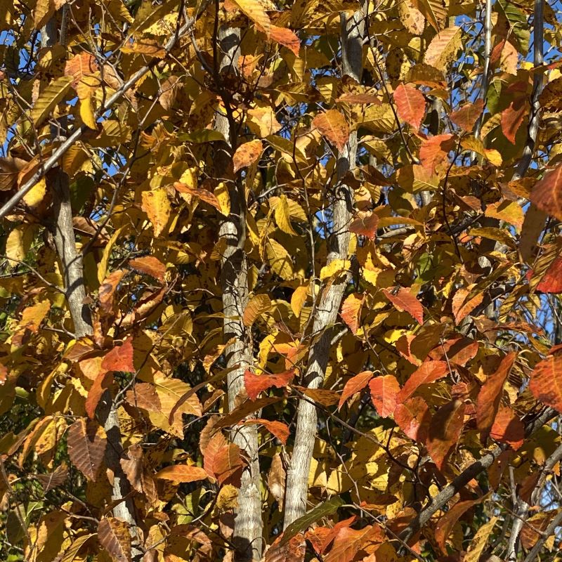 Carpinus Caroliniana American Hornbeam Unity Grown Unity Church carpinus-caroliniana-american-hornbeam-unity-grown-unity-church