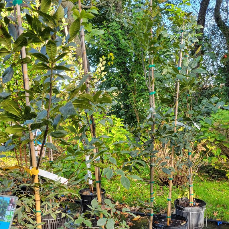 A photo of several Carya glabra (pignut hickory) trees planted in 7-gallon containers