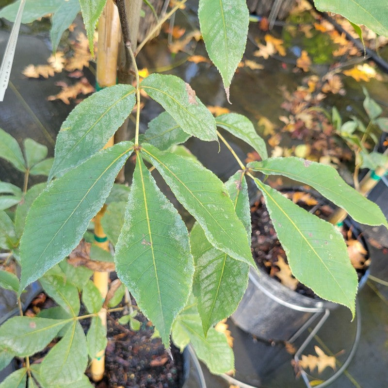 A close-up photo of the green five-part compound leaves of Carya glabra (Pignut Hickory)