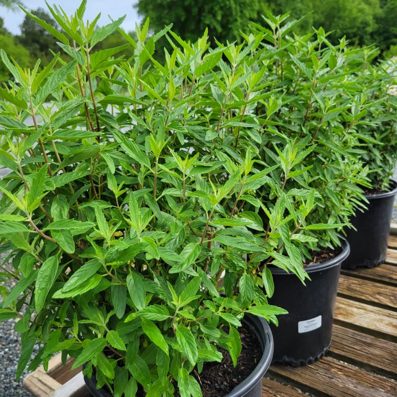 Caryopteris x clandonensis 'Blue Empire' (Bluebeard) – Unity Church ...