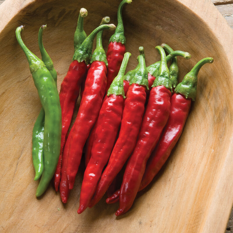 Mature and immature long red narrow cayenne peppers.