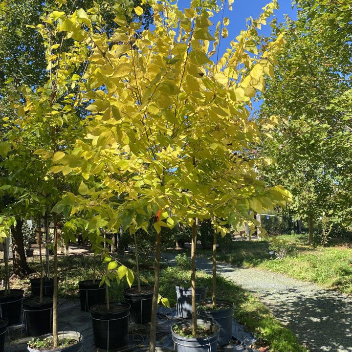 Celtis occidentalis (Hackberry)