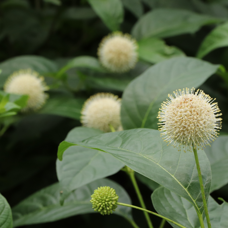 A close-up photo of the glossy green foliage and showy cream-white pincushion flower of Cephalanthus occidentalis 'Sugar Shack 2.0' dwarf buttonbush