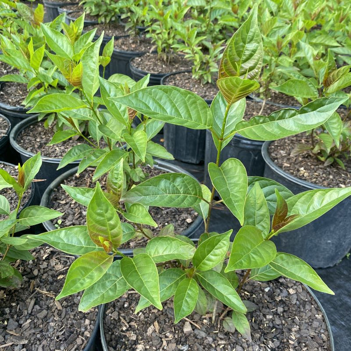 Young Cephalanthus occidentalis 'Crimson Comet' (Buttonbush) grown in 3-gallon pots.