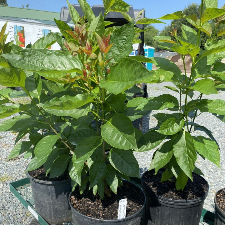 Cephalanthus occidentalis 'Crimson Comet' (Buttonbush) grown in 3-gallon pots.