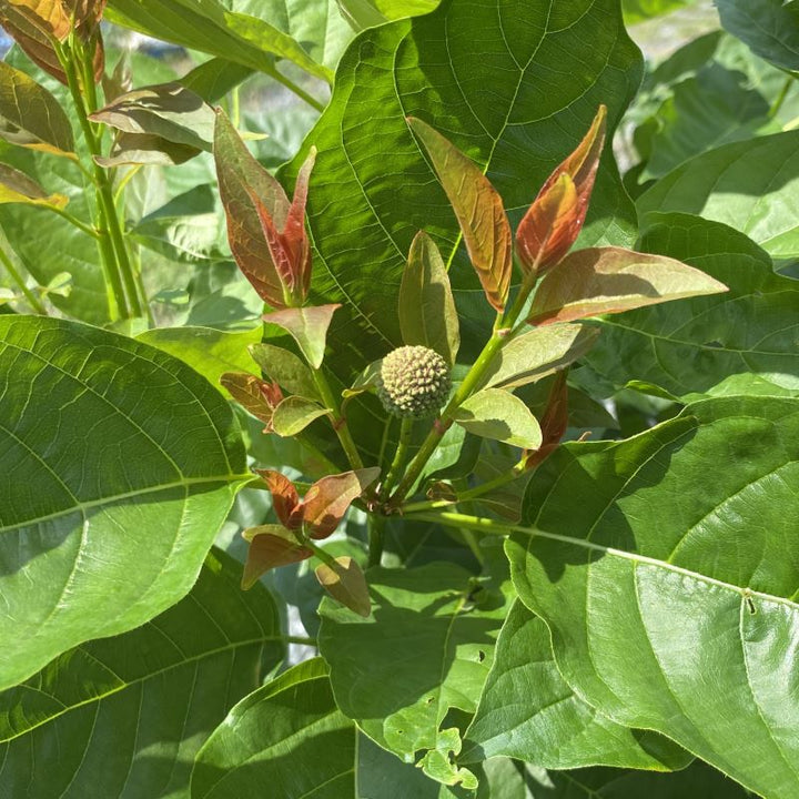 Close-up of red-tinged new growth and flower bud of Cephalanthus occidentalis 'Crimson Comet' (Buttonbush).