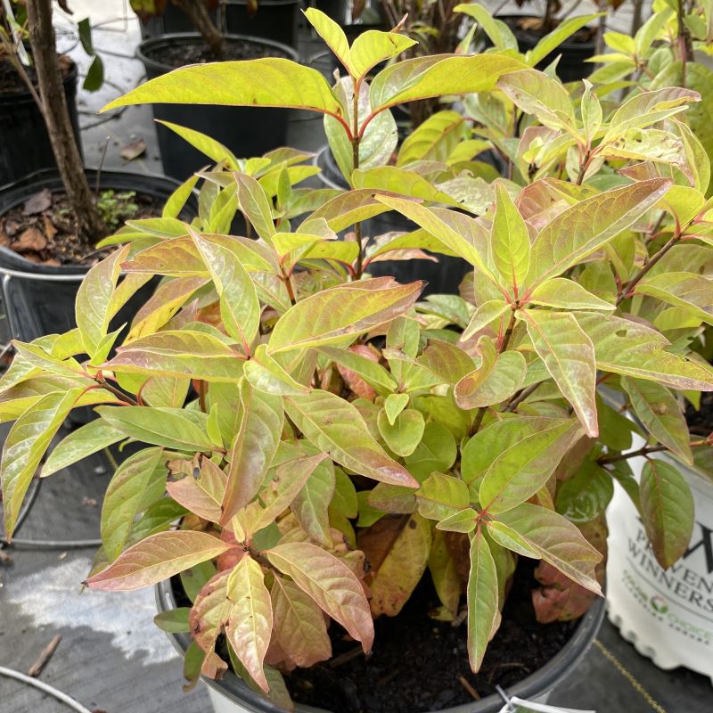 Mature Cephalanthus occidentalis 'Sugar Shack' (Buttonbush) starting to show fall colors in 3-gallon pot.