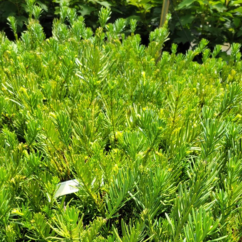 A photo of the dense green foliage and growth habit of Cephalotaxus harringtonia 'Drupacea' (weeping plum yew)