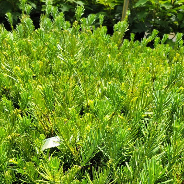 A photo of the dense green foliage and growth habit of Cephalotaxus harringtonia 'Drupacea' (weeping plum yew)