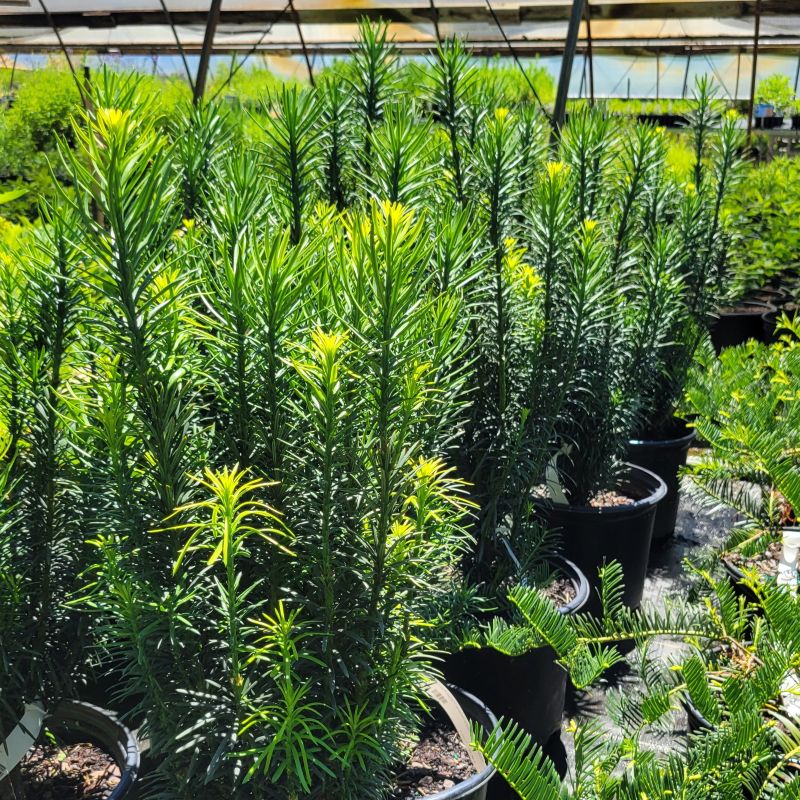 A photo of a group of dark and light green, upright specimens of Cephaotaxus harringtonia 'Fastigiata' (upright plum yew)