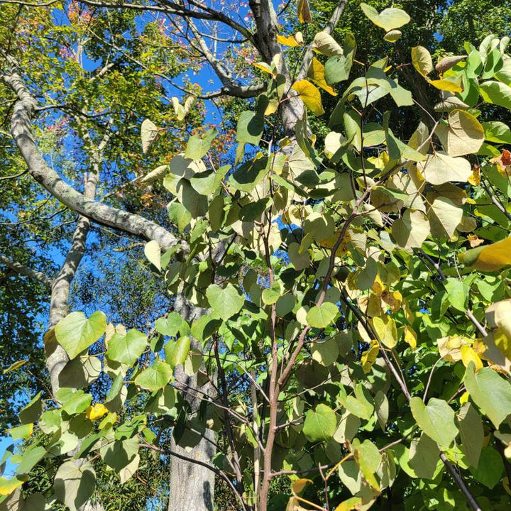 Upright behavior and branching structure of Cercis 'Merlot' redbud