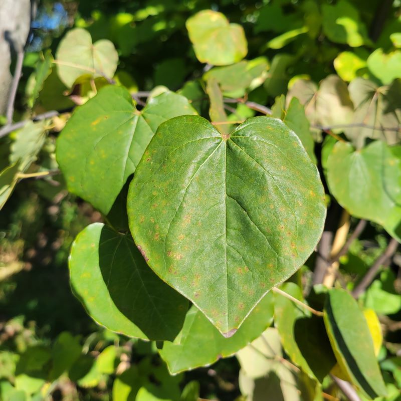 Close-up of a glossy, heart-shaped leaf on Cercis 'Merlot' (Redbud)