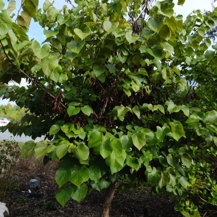 Larger Cercis canadensis (Eastern Redbud), caliper >1.5"