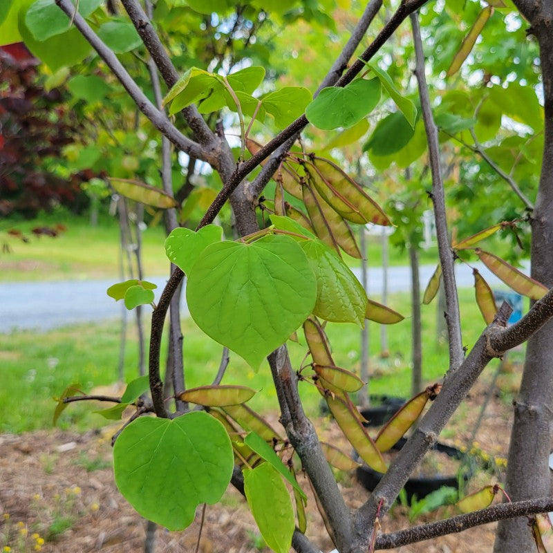 A close-up photo of the green heart-shaped leaves and red-tinged green seedpods of Cercis canadensis 'Appalachian Red'