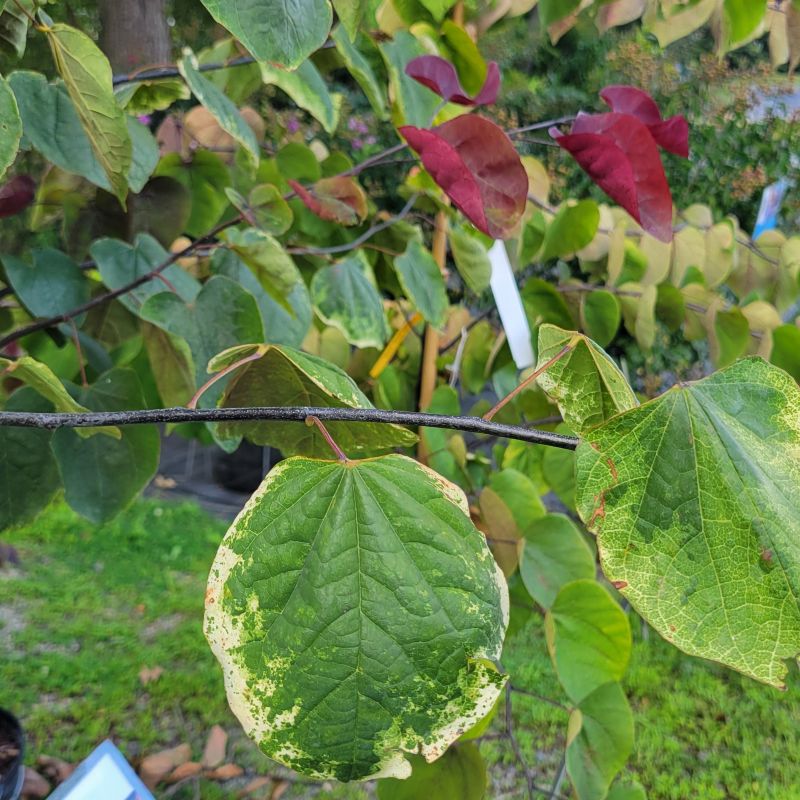 A close-up photo of Cercis canadensis 'Carolina Sweetheart' redbud, illustrating the variable cream-white and green variegated foliage and bright pink new growth