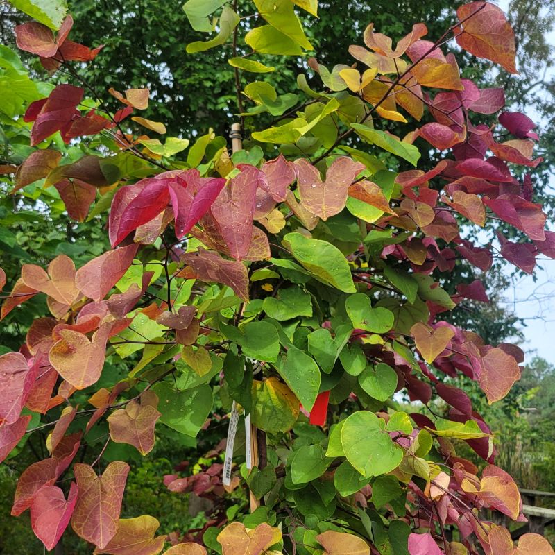 A photo of the fiery yellow, orange, red, and purple tinged foliage of Cercis 'Flame Thrower'