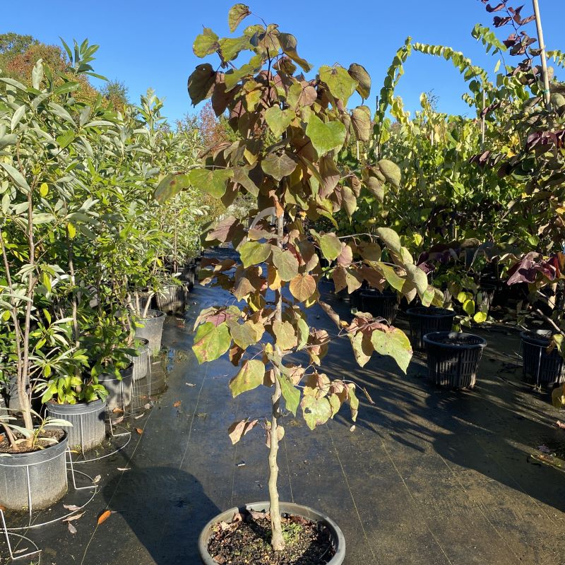 Young Cercis canadensis 'Forest Pansy' (Eastern Redbud).