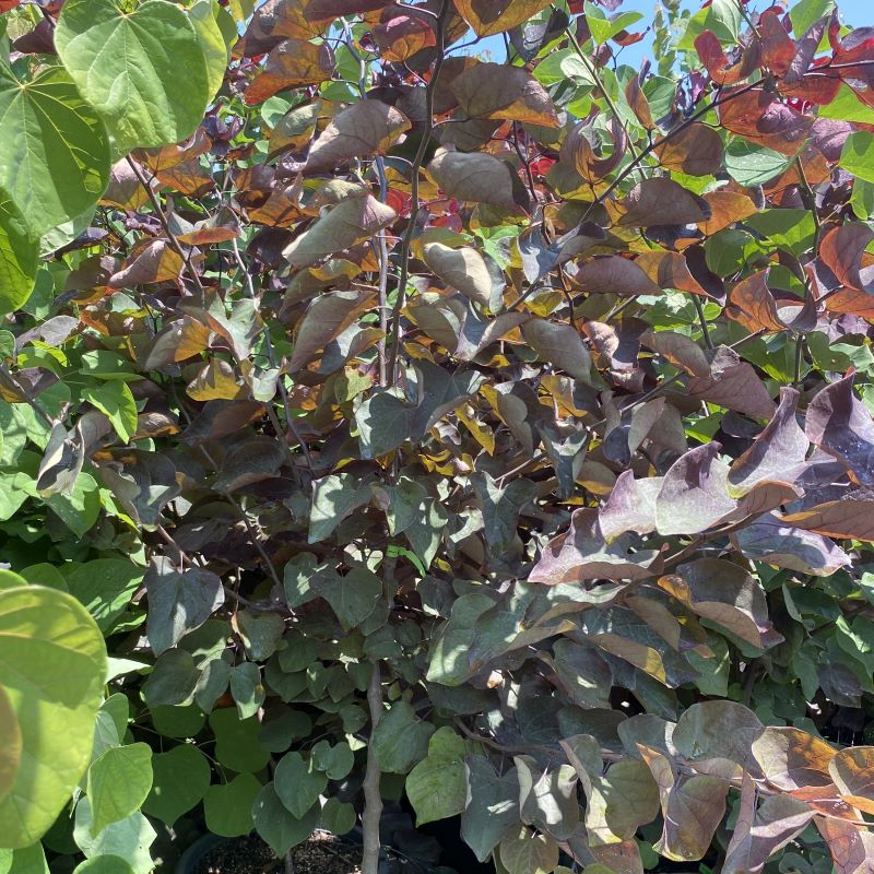 Close-up of darker tinted foliage of Cercis canadensis 'Forest Pansy' (Eastern Redbud).