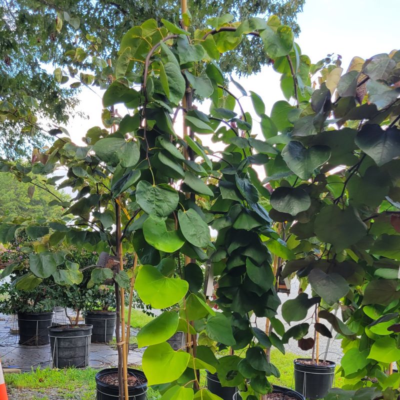 A photo illustrating the cascading, weeping habit of Cercis canadensis 'Golden Falls' (weeping redbud)